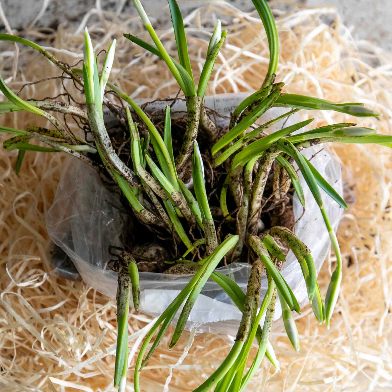 Common Snowdrop (galanthus Nivalis) In The Green | 25 x Bulbs | Multi