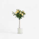 Palace Rose - Height 80-100cm - ⌀19cm | Set of 1 | Yellow