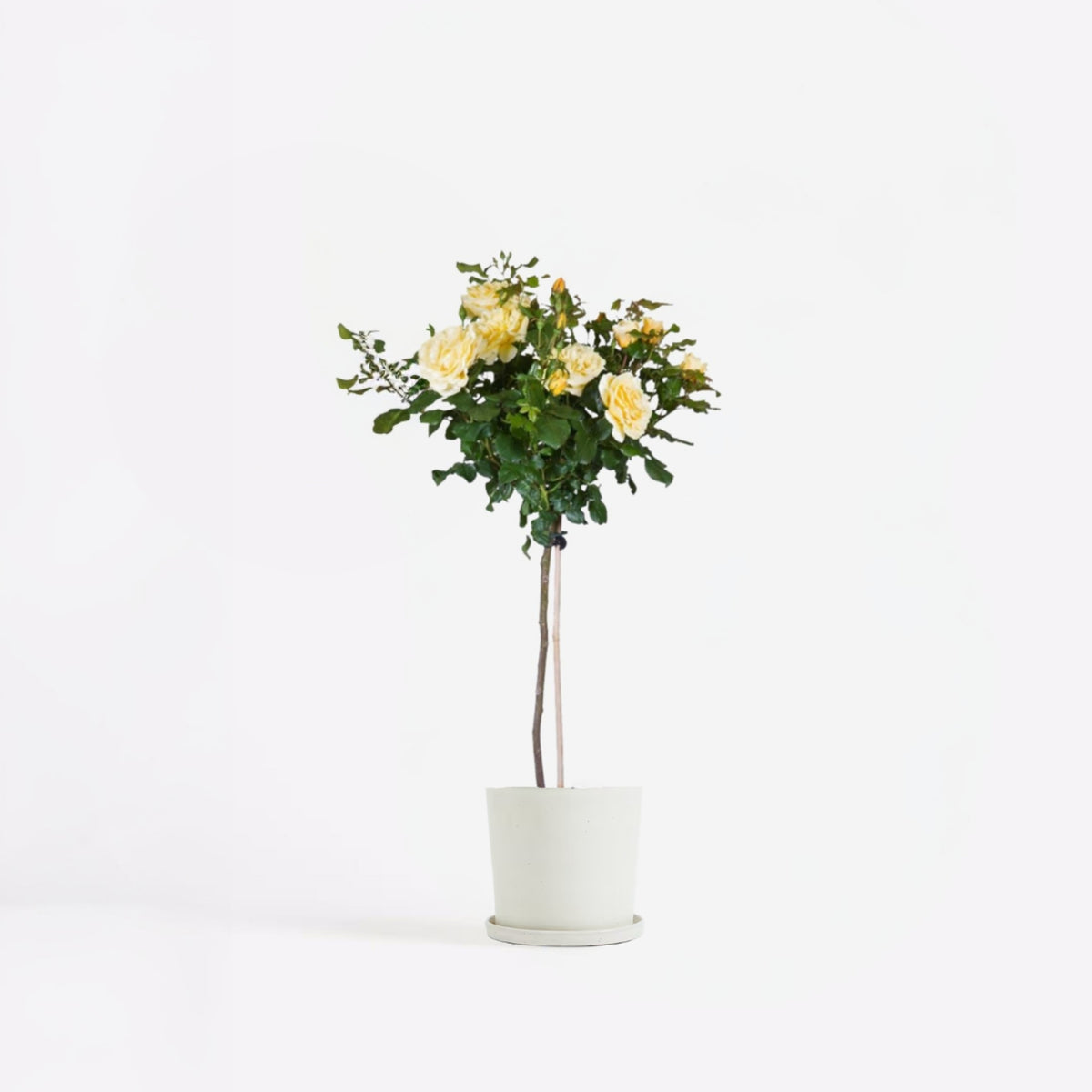 Palace Rose - Height 80-100cm - ⌀19cm | Set of 1 | Yellow