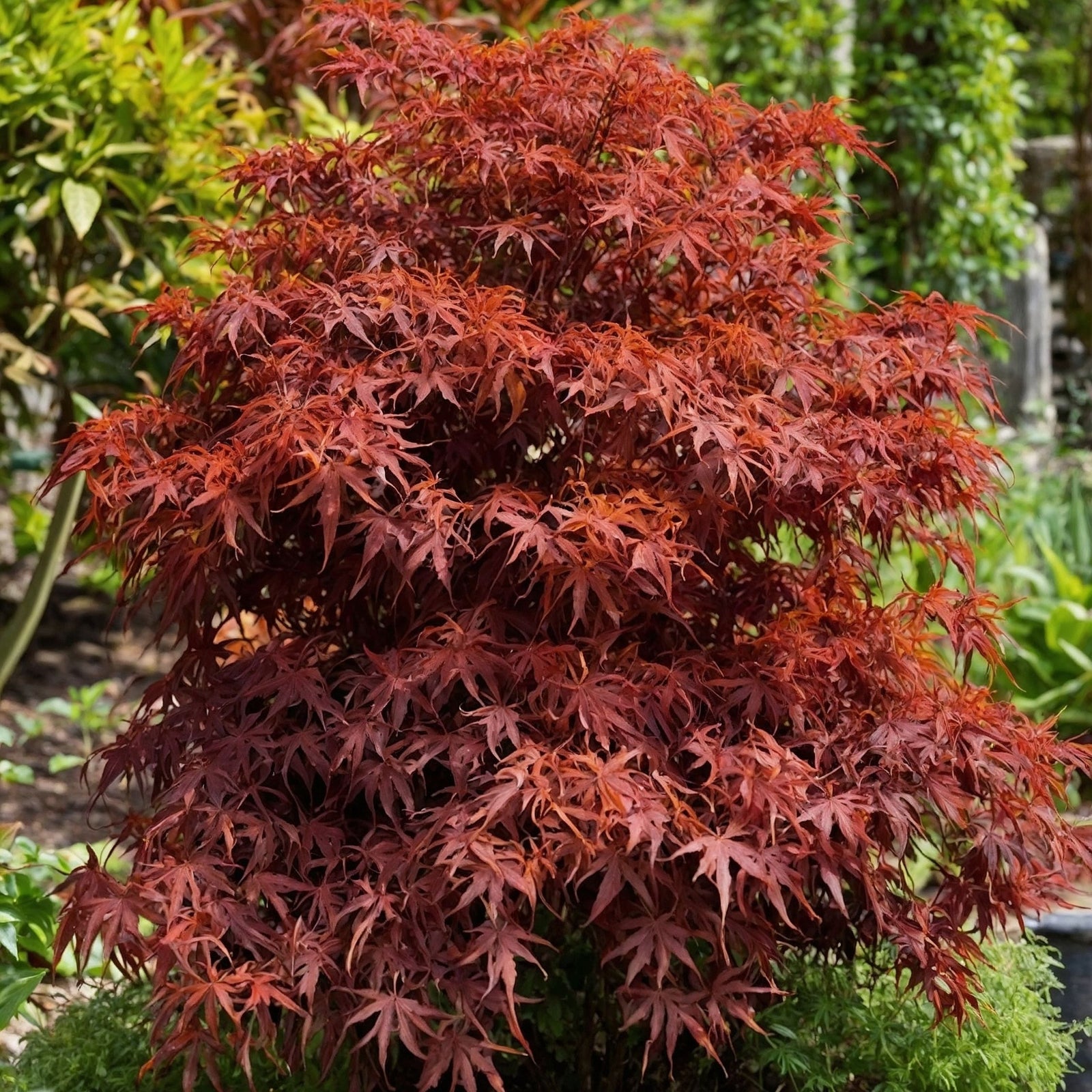 Japanese Maple - Acer Palmatum 'shaina' - Height 80-90cm - ⌀19cm | Set of 1 | Green
