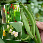 Runner Bean Duo 'firestorm' & 'white Lady' | 90 Seeds | Multi Colour