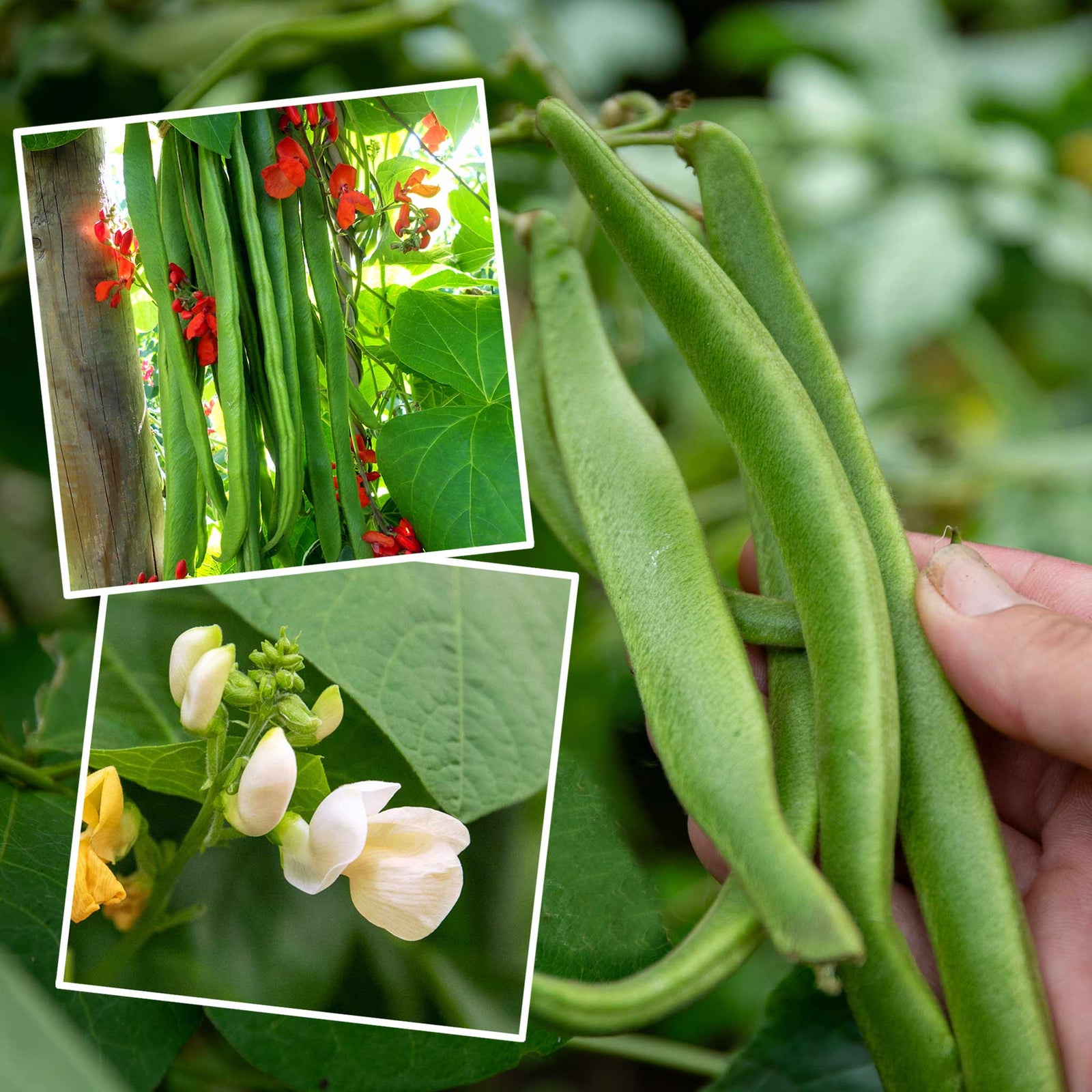 Runner Bean Duo 'firestorm' & 'white Lady' | 90 Seeds | Multi Colour