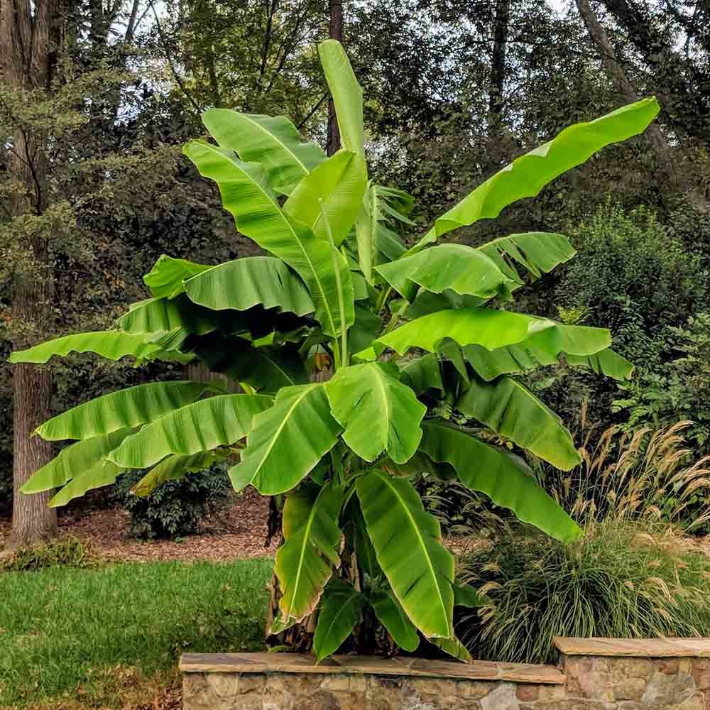 Thompson & Morgan Musa Basjoo Japanese Banana - 2 Plants