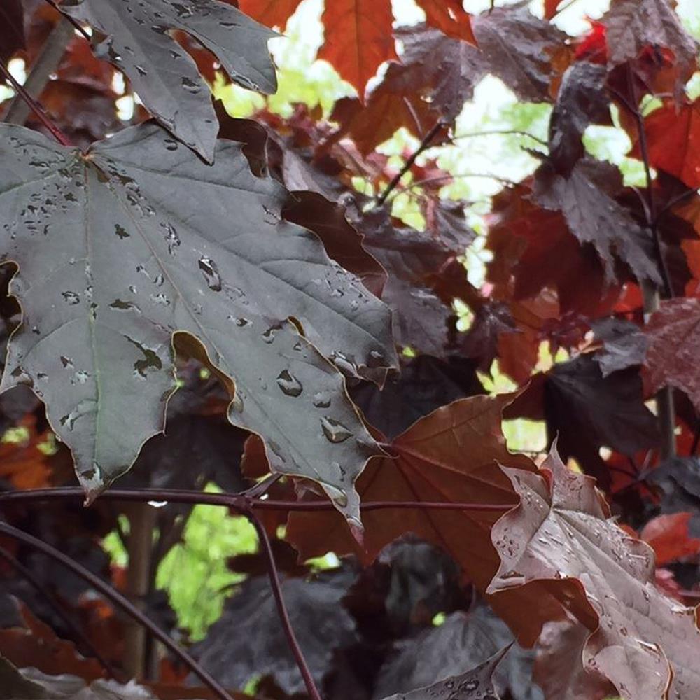 Acer Crimson King Maple Tree 5-6ft Tall Supplied In A 7.5 Litre Pot