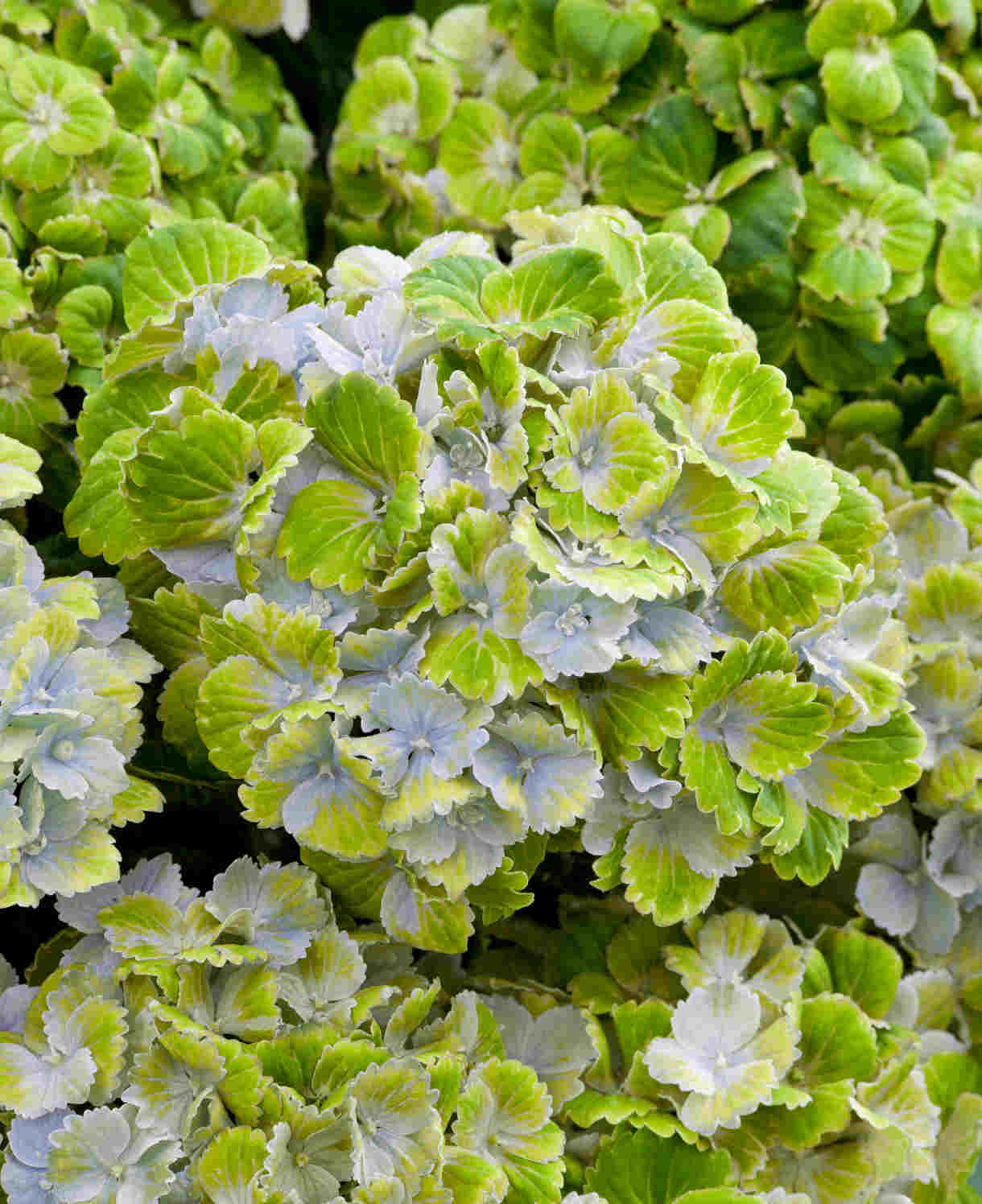 Hayloft Hydrangea Rembrandt Vibrant Verde Pair - 2 X 14cm Pots