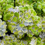 Hydrangea Rembrandt Vibrant Verde