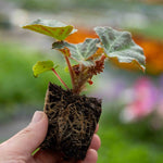 Begonia 'megawatt White Green Leaf' - White Flowers And Green Foliage | 12 x Plug Plants | White