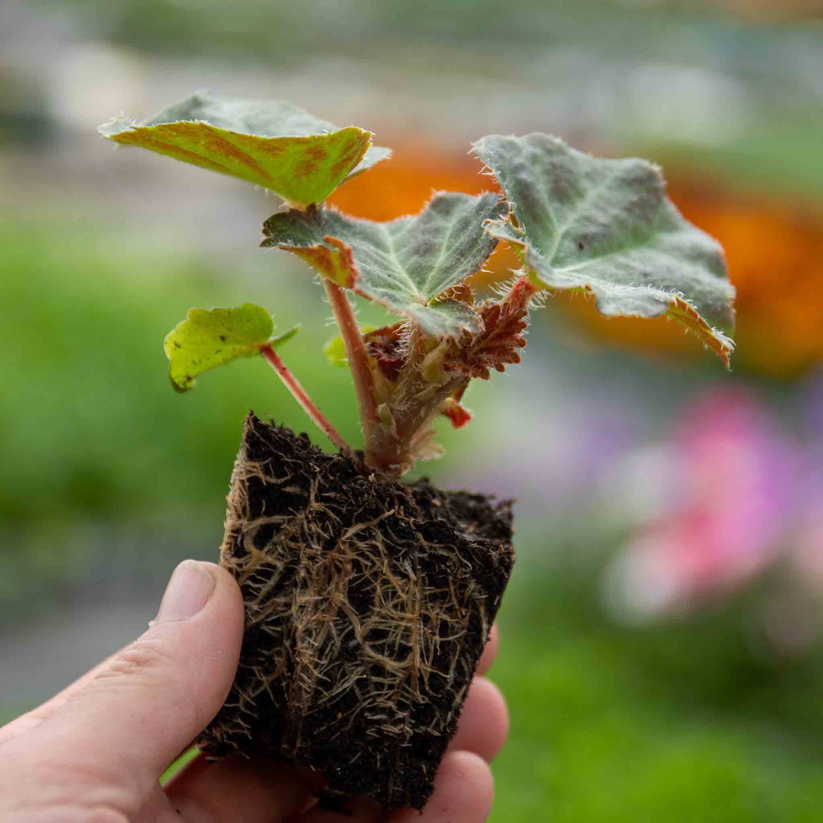 Begonia 'megawatt White Green Leaf' - White Flowers And Green Foliage | 12 x Plug Plants | White