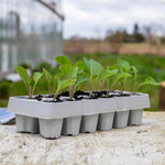 Cauliflower White Excel F1 Hybrid - | 12 x Garden Ready Plugs | Green
