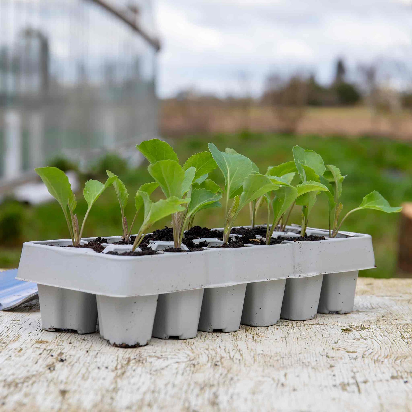 Cauliflower White Excel F1 Hybrid - | 12 x Garden Ready Plugs | Green