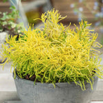 Santolina Rosmarinifolia 'lemon Fizz' | 1 x 9cm