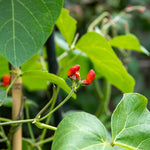 Runner Bean Firestorm | 12 x Pro Grower Plugs | Red
