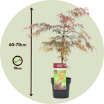 Japanese Maple - Acer Palmatum 'Garnet' - Height 60-70cm - ⌀19cm | Set-of-2 | Red