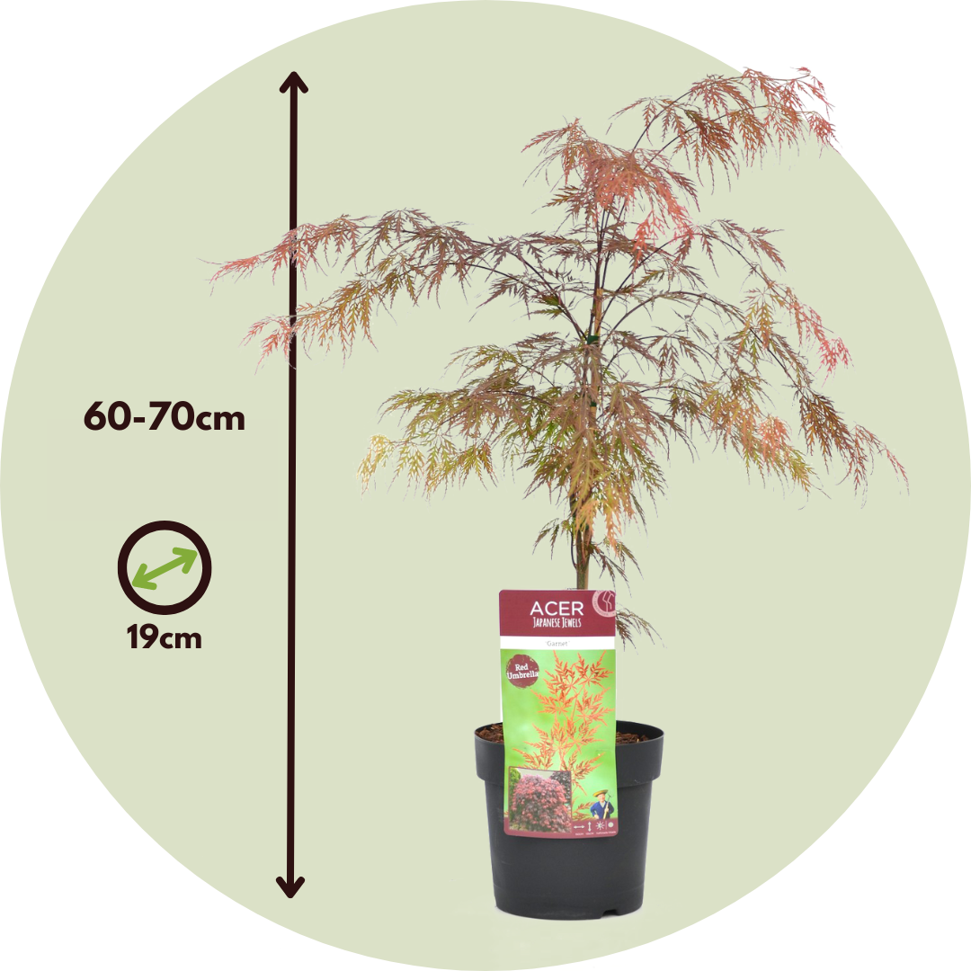 Japanese Maple - Acer Palmatum 'Garnet' - Height 60-70cm - ⌀19cm | Set-of-2 | Red