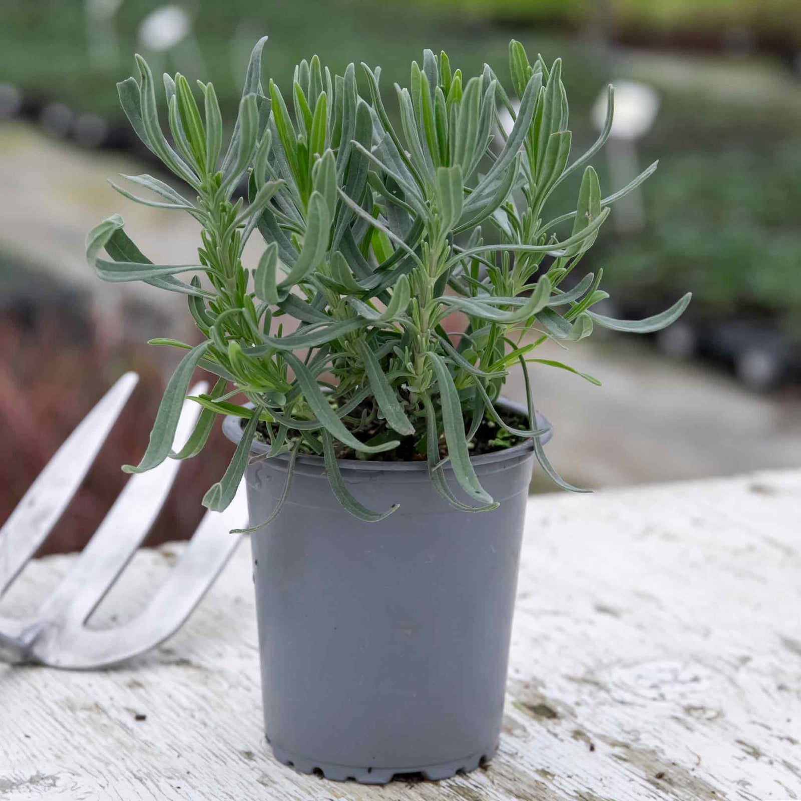 Lavender 'hidcote Blue' Rhs Award Of Garden Merit, Drought-tolerant | 3 x 9cm | Blue