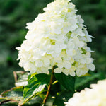 Hydrangea Paniculata Hercules - 12cm pots | Set-of-1 | White