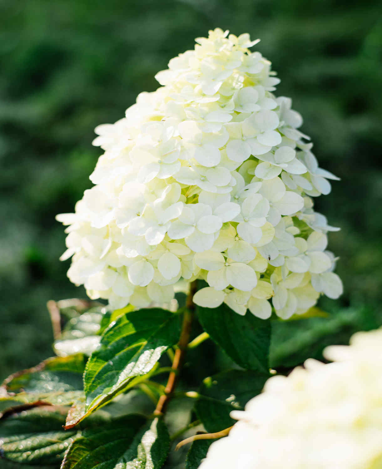 Hydrangea Paniculata Hercules - 12cm pots | Set-of-1 | White