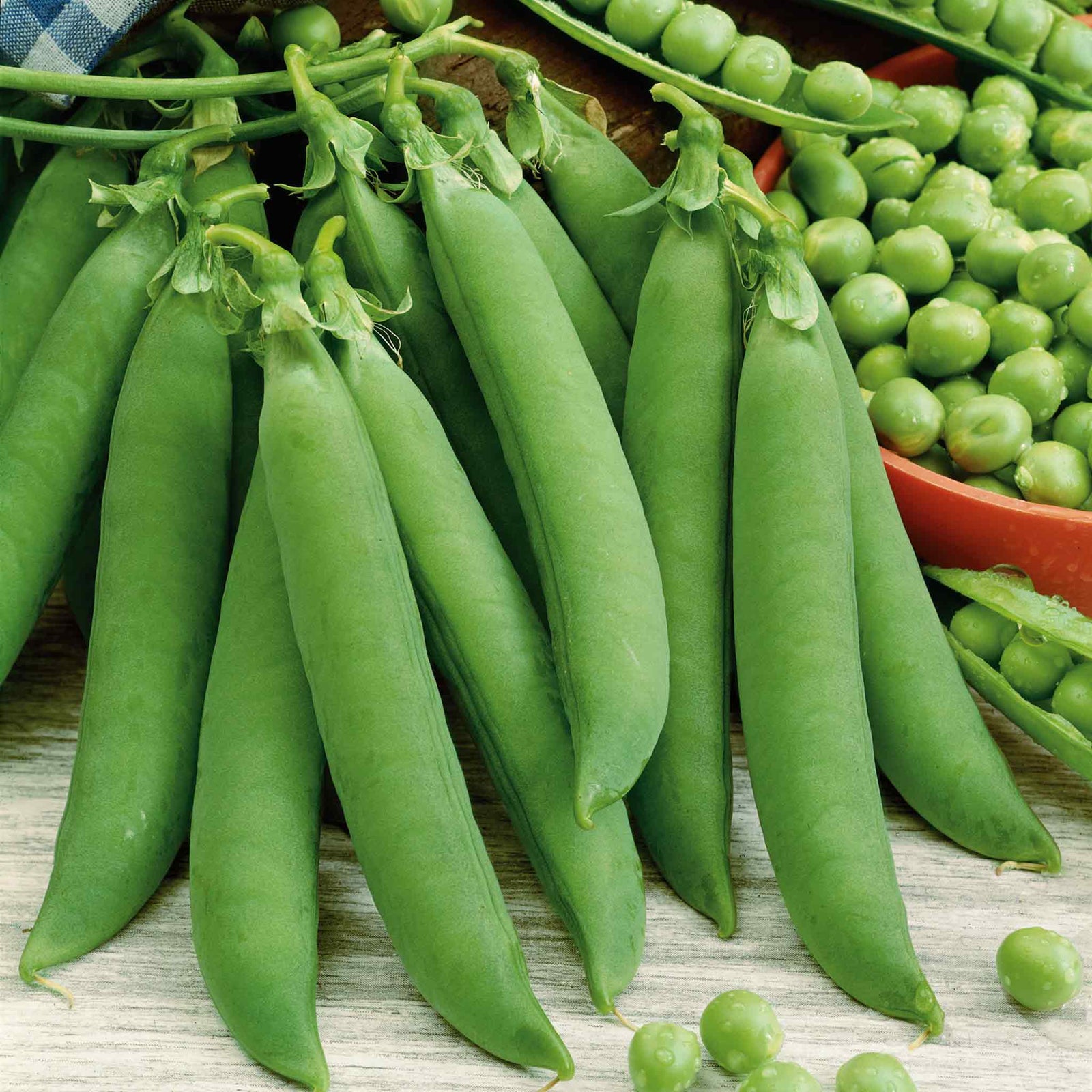 Pea 'alderman' Maincrop - Multi-sown Despatched From May | 12 x Plug Plants | Green