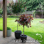 Photinia 'red Robin' Evergreen Shrub For Hedges And Containers | 1 x 9cm | Red