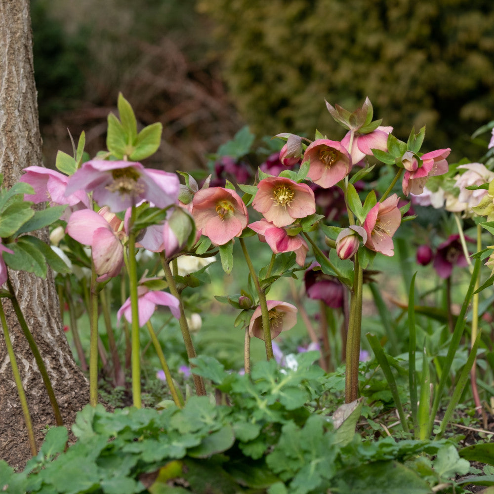 Helleborus Orientalis Mix - 9cm pot | Set-of-9 | Multi