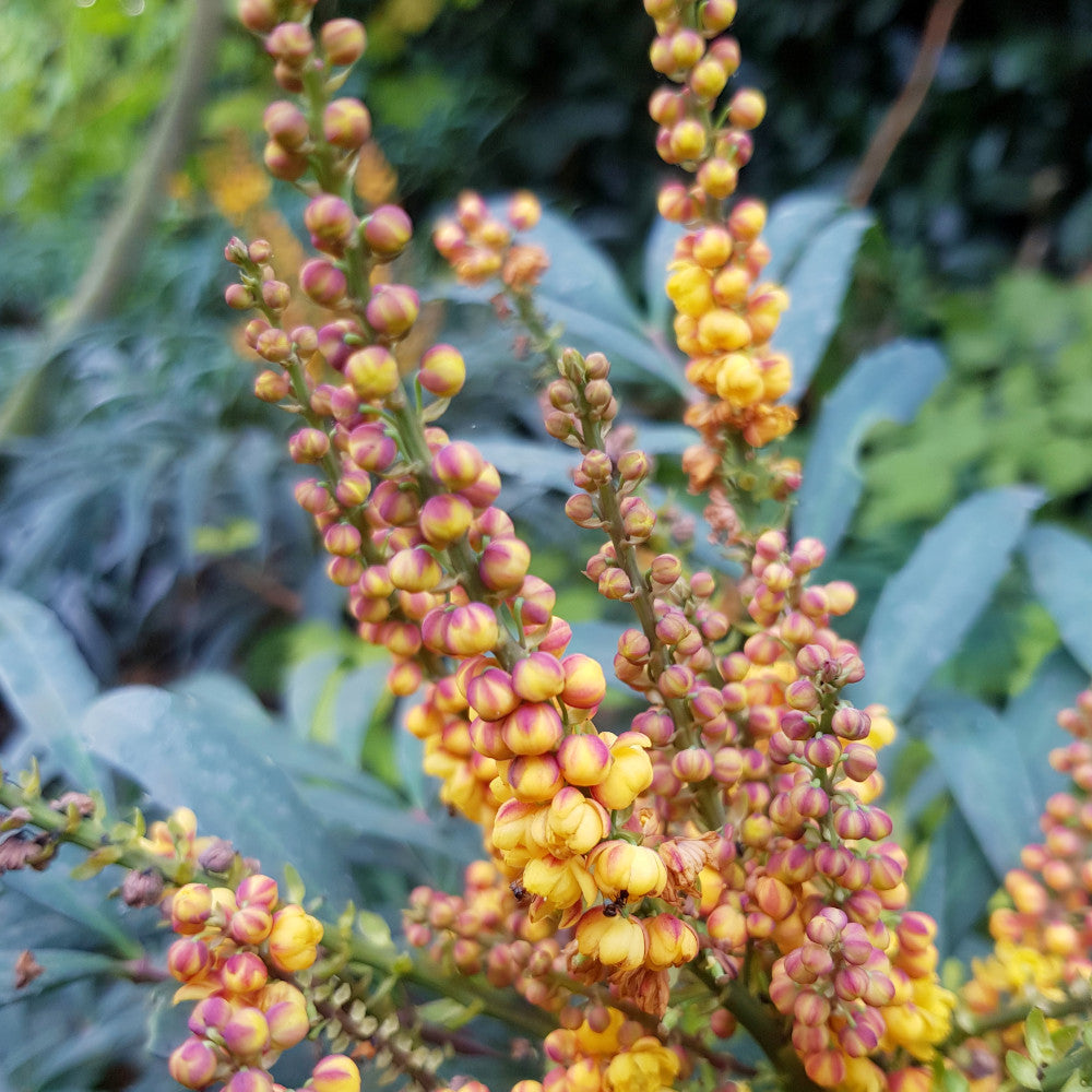 Mahonia Volcano - Spine Free Fiery Shrub - 9cm pot. | 3 x 9cm | Yellow