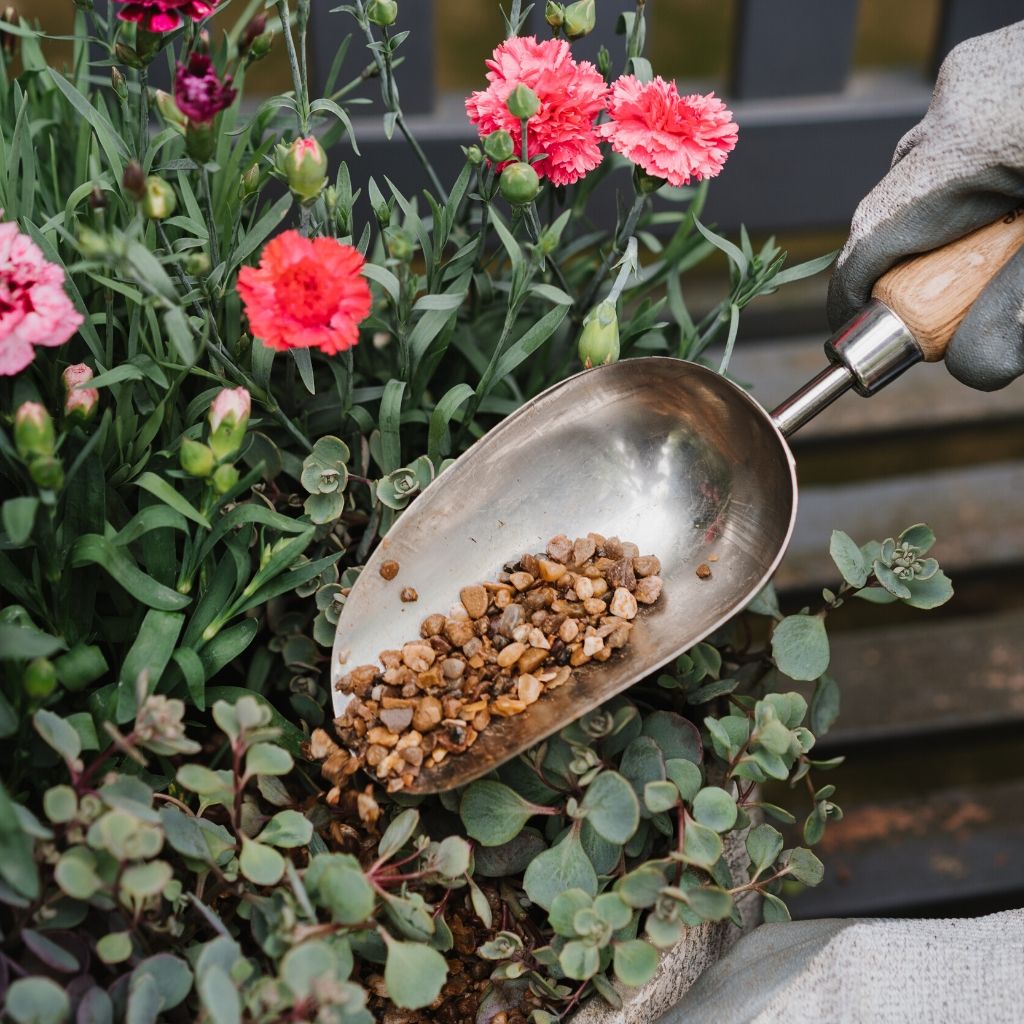 Stainless Steel Potting Scoop With Ash Wood Handle