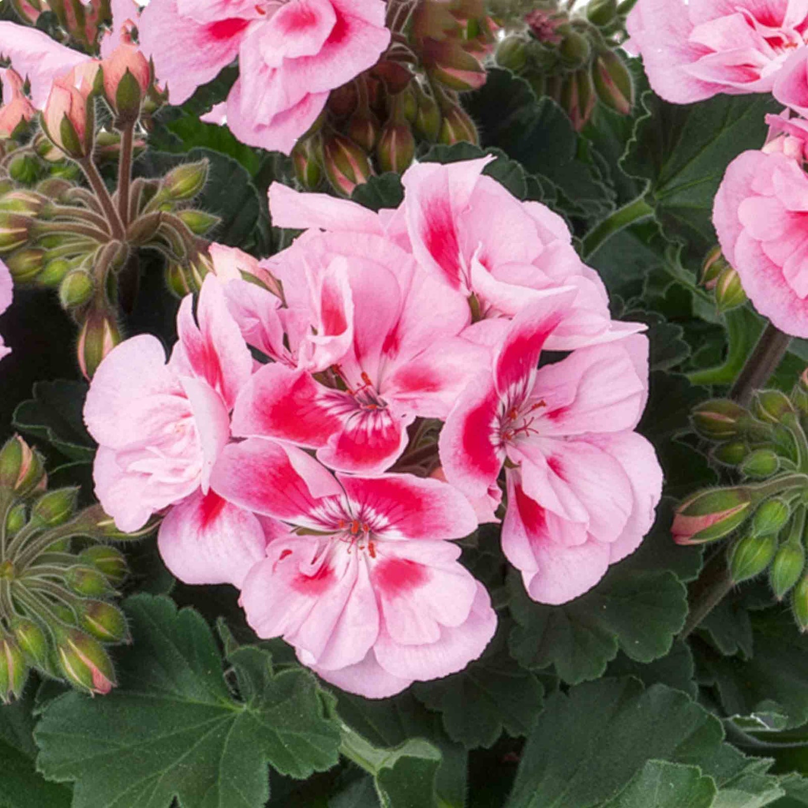 Geranium 'dolce Vita Linus Pink Eye' Pink & White Bedding Plant | 6 x Plug Plants | Pink & White