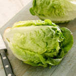 Little Gem Lettuce Garden-ready | 12 x Plug Plants | Green