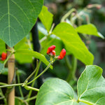 Runner Bean Plants Firestorm & Stardust, Self-pollinating, Rhs Awarded, Weather-tolerant | 24 x Pro Grower Plugs | Green