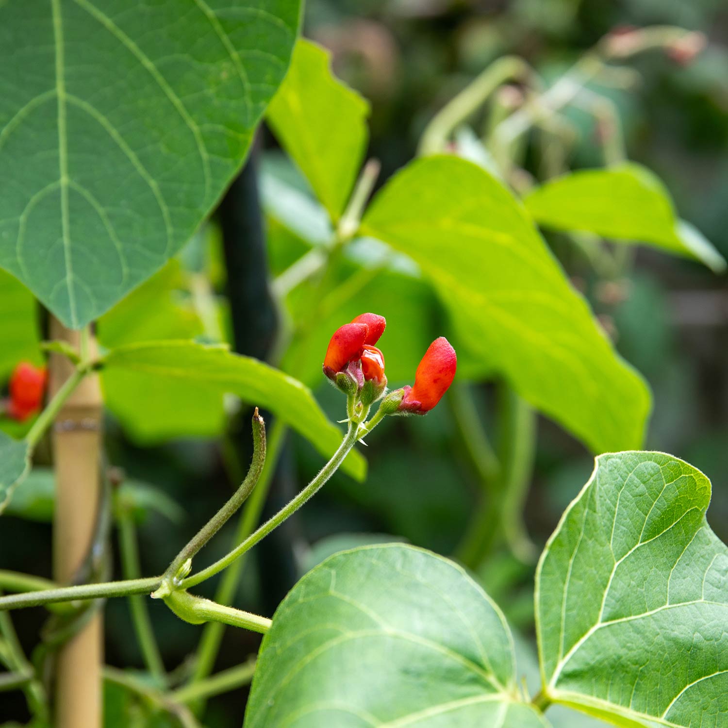 Runner Bean Plants Firestorm & Stardust, Self-pollinating, Rhs Awarded, Weather-tolerant | 24 x Pro Grower Plugs | Green