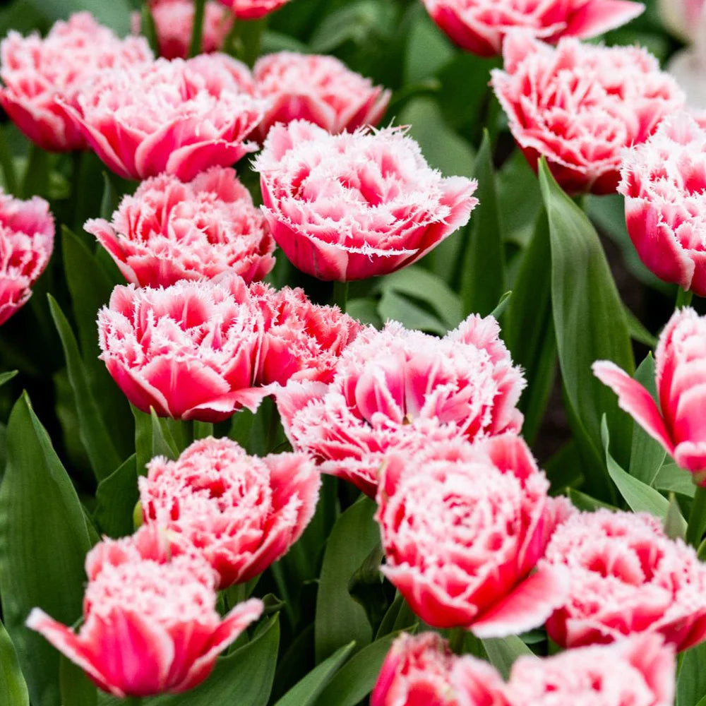 Thompson & Morgan Tulip Frilly Fringed Collection - 32 Bulbs
