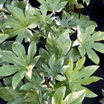 Fatsia Japonica Variegata Variegated Evergreen Shrub Plant Large In A 3 Litre Pot