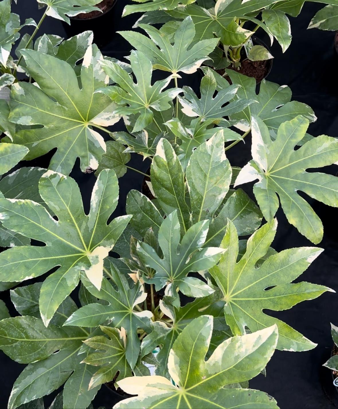 Fatsia Japonica Variegata Variegated Evergreen Shrub Plant Large In A 3 Litre Pot