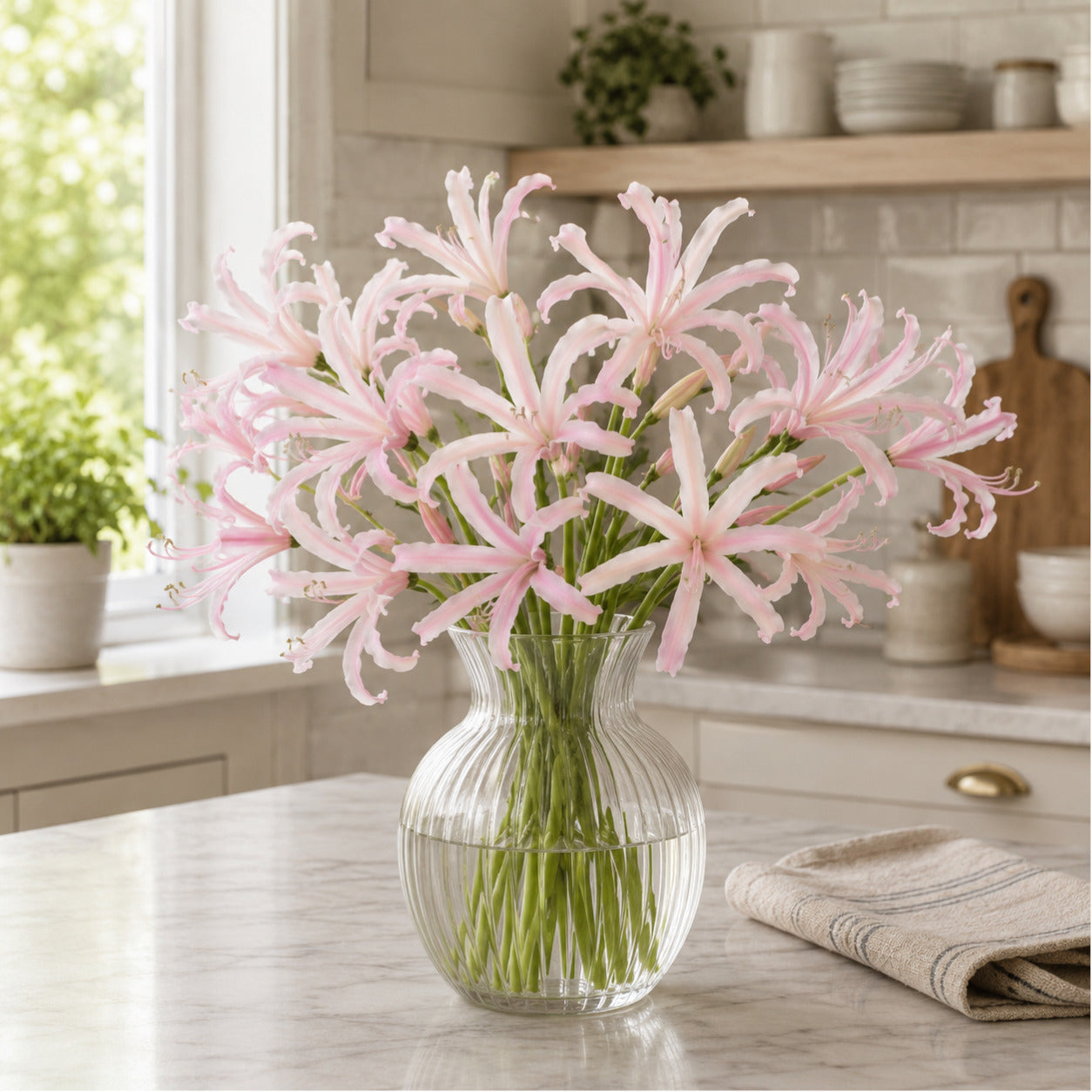 Amarine Tubergenii ‘belladiva Emanuelle' - 2 Litre Pot | Set-of-2 | Pink