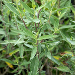 Caryopteris X Clandonensis 'kew Blue' Shrub | 3 x 7cm Plants | Blue