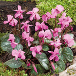 Cyclamen Coum | 5 x Bulbs | Red & White