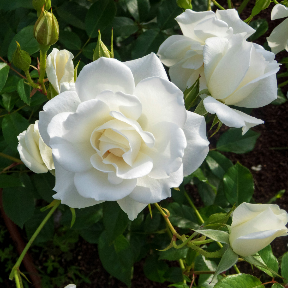 Palace Rose - Height 80-100cm - ⌀19cm | Set of 2 | White
