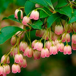 Enkianthus Campanulatus Red Bells Garden Large Shrub Supplied In A 3 Litre Pot
