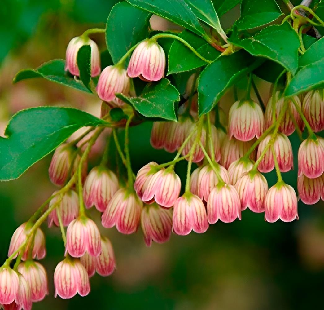 Enkianthus Campanulatus Red Bells Garden Large Shrub Supplied In A 3 Litre Pot