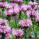 Hayloft Masterful Monarda Collection - 3 x 9cm Pots
