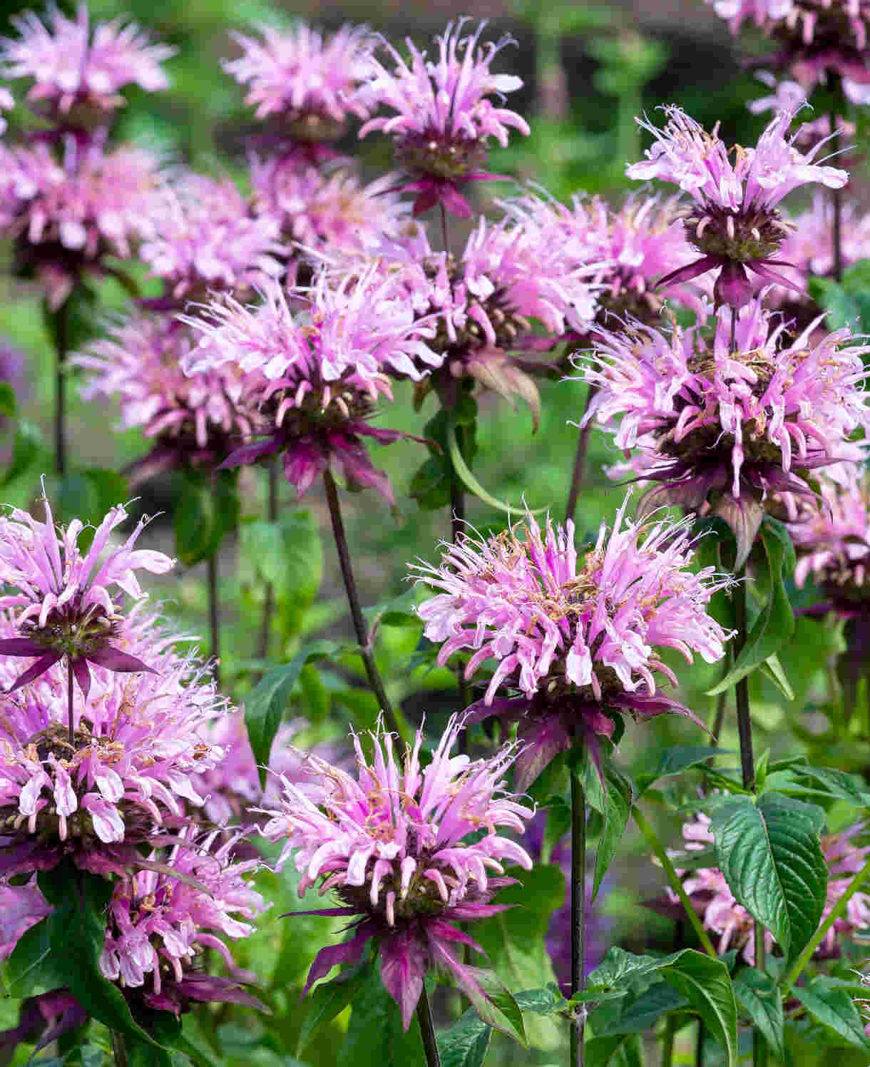 Hayloft Masterful Monarda Collection - 3 x 9cm Pots