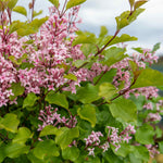 Syringa 'pink Perfume' Dwarf | 1 x 7.5L | Lilac