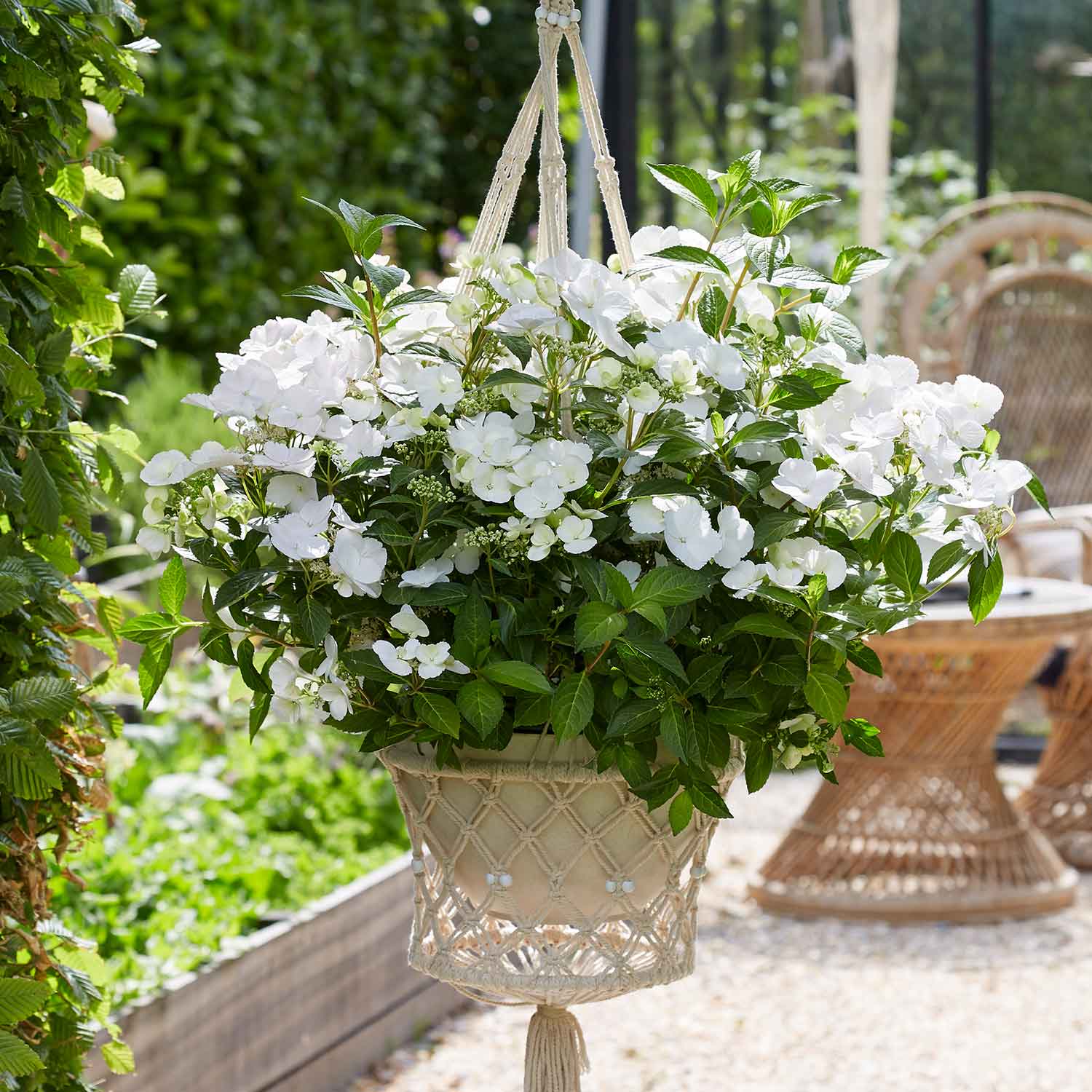 Hydrangea 'runaway Bride' Shrub | 1 x 7.5L