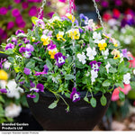 Thompson & Morgan Viola 'Ice Babies' Pre-Planted Hanging Basket - x 2