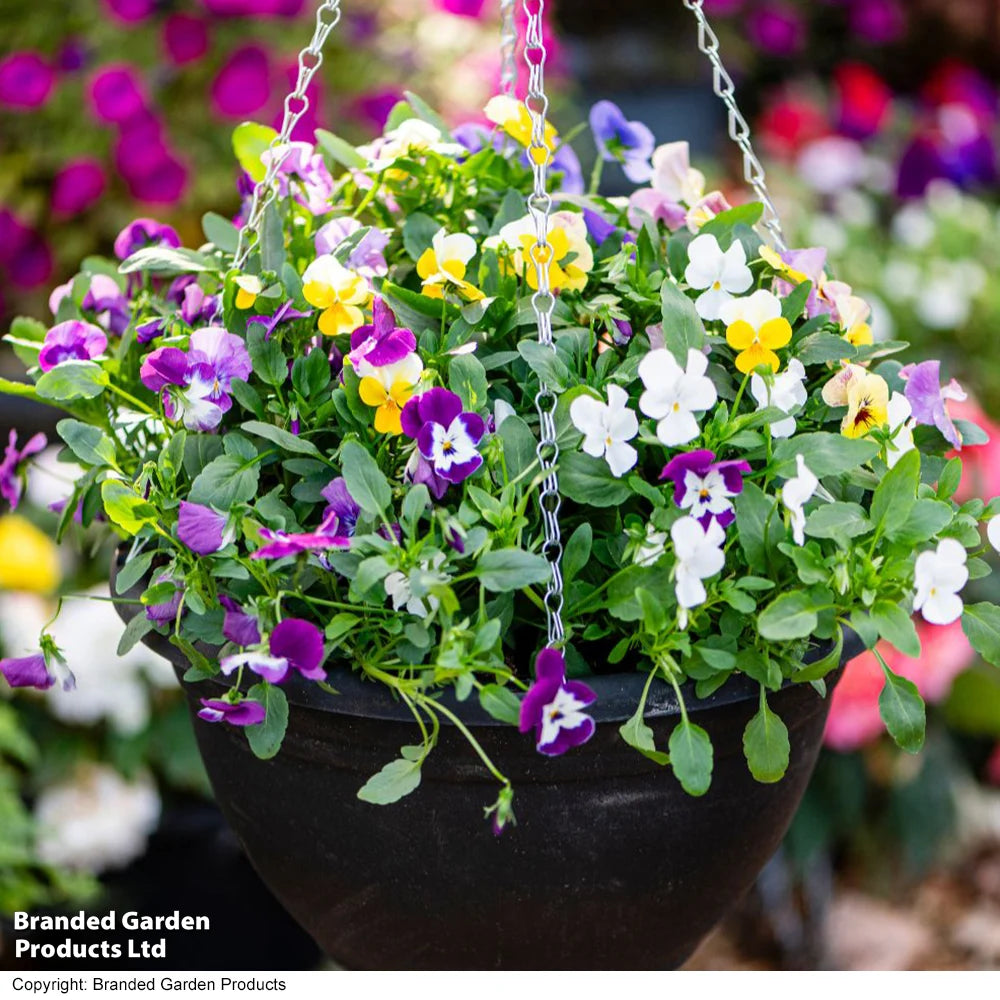 Thompson & Morgan Viola 'Ice Babies' Pre-Planted Hanging Basket - x 2