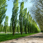 Populus Nigra Poplar Italica Hedging Trees, Pack Of 10 3-4ft Tall