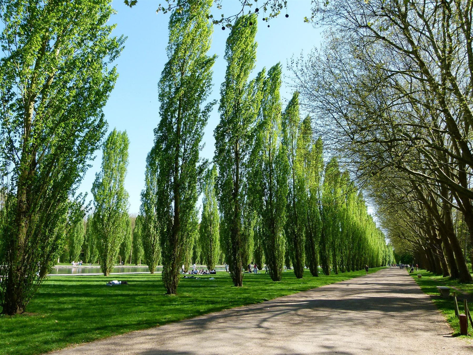 Populus Nigra Poplar Italica Hedging Trees, Pack Of 10 3-4ft Tall