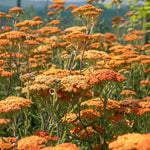 Achillea 'terracotta' Terracotta-to-yellow Flowering Perennial | 1 x 9cm