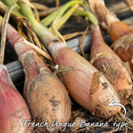 Shallot Roderique, Multi-sown Module With Pro Grower Plugs | Set of 20