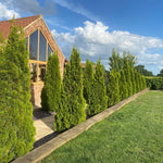 10x Thuja Smaragd Dwarf Ornamental Conifer Plants Trees In Pots
